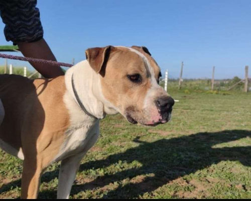 Vuoi adottare un cane a Roma?