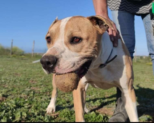 Adotta un cane, taglia media, maschio, Roma