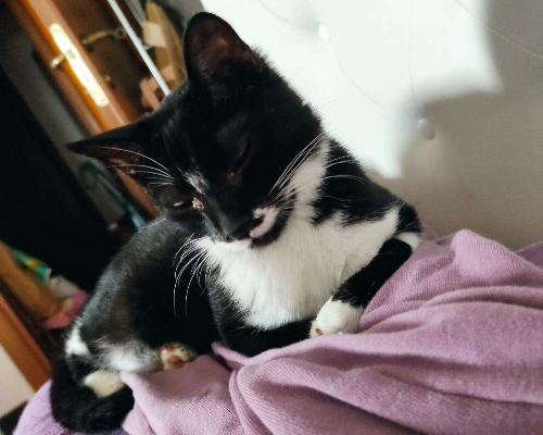 Adotta un gatto, maschio, 2 anni  e 10 mesi , Chieti