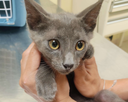Adotta un gatto, taglia non valida, maschio, Teramo