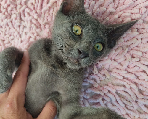 Adotta un gatto, maschio, 2 anni  e 1 mese, Teramo