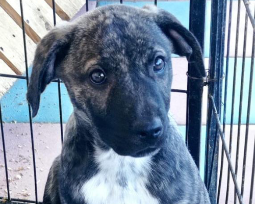 Vuoi adottare un cane a Palermo?