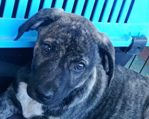 Adotta un cane, maschio, 3 anni  e 7 mesi , Palermo