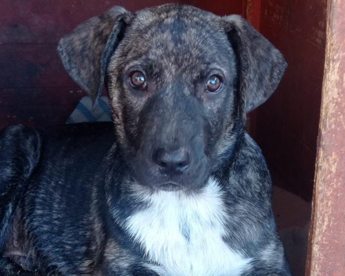 Adotta un cane, taglia media, maschio, Palermo