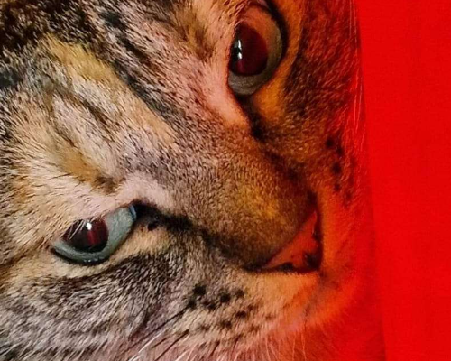 Adozione gatto, femmina, meticcio, 6 anni e 8 mesi, taglia non valida, Roma