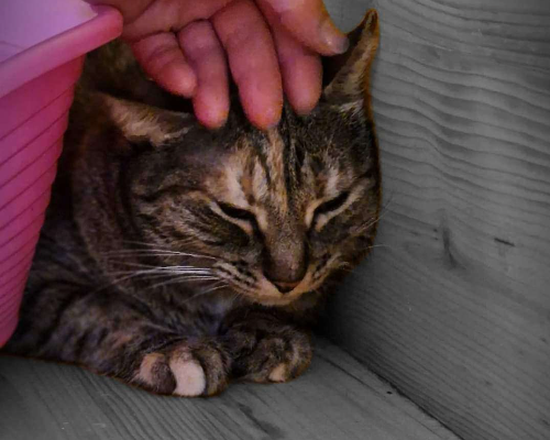 Adotta un gatto, femmina, 6 anni e 8 mesi, Roma