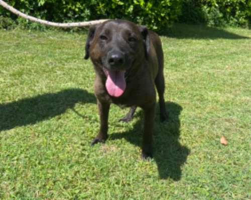 Adotta un cane, taglia media, femmina, Roma