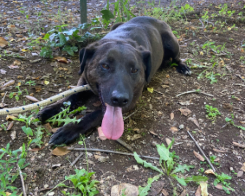 Adozione cane, femmina, meticcio, 5 anni e 9 mesi, taglia media, Roma