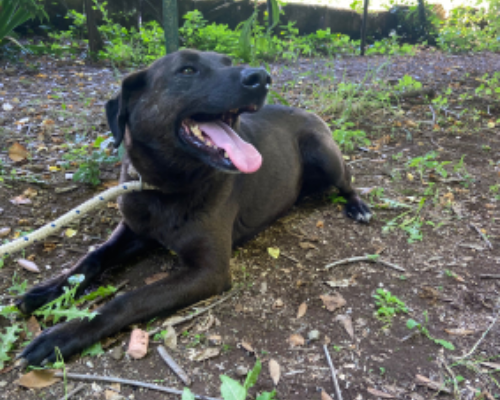Adotta un cane, femmina, 5 anni e 9 mesi, Roma
