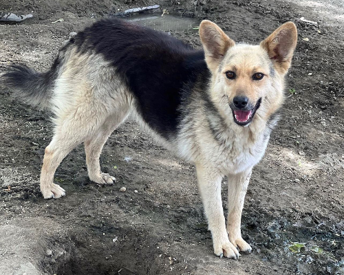 Adotta un cane, femmina, 5 anni  e 5 mesi , Roma