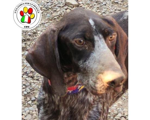 Adozione cane, maschio, Bracco, 3 anni e 2 mesi, taglia media, Como