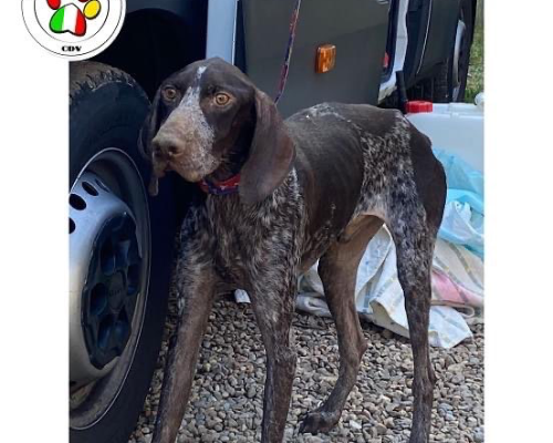 Adotta un cane, maschio, 3 anni e 2 mesi, Como