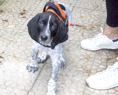 Adozione cane, maschio, meticcio, 3 anni, taglia media, Taranto