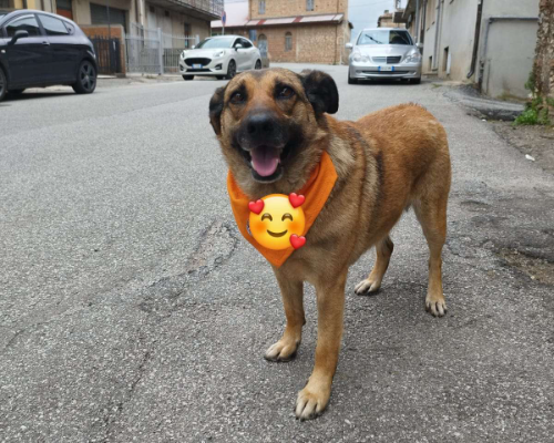 Adotta un cane, femmina, 10 anni  e 11 mesi , Vibo