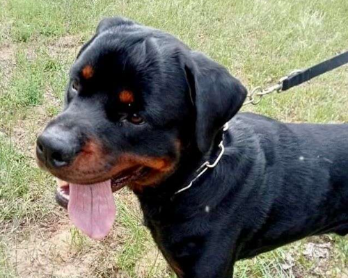 Adotta il cane AKI a Milano