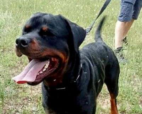 Vuoi adottare un cane a Milano?