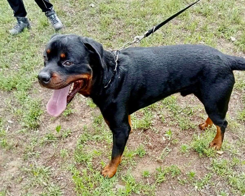 Adotta un cane, taglia gigante, maschio, Milano