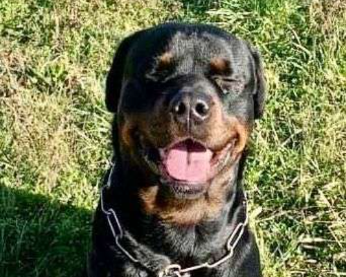 Adotta un cane, maschio, 4 anni, Milano