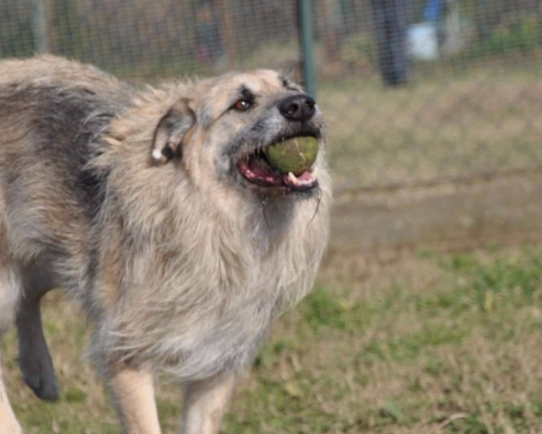 Adotta un cane, taglia grande, maschio, Roma