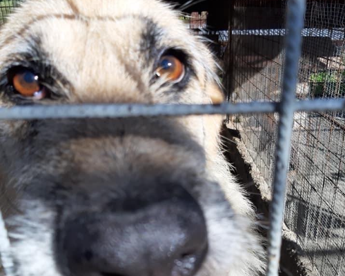 Vuoi adottare un cane a Roma?