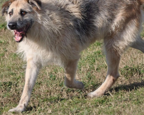 Adotta un cane, maschio, 10 anni  e 3 mesi , Roma