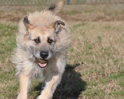 Adozione cane, maschio, Spinone, 10 anni  e 3 mesi , taglia grande, Roma