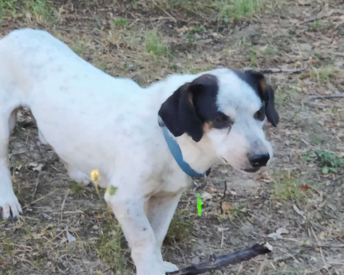 Adotta un cane, maschio, 6 anni e 9 mesi, Bologna