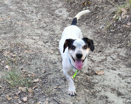 Adozione cane, maschio, Bassotto, 6 anni e 9 mesi, taglia media contenuta, Bologna
