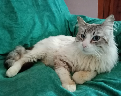 Adozione gatto, maschio, meticcio, 10 anni e 2 mesi, taglia non valida, Milano