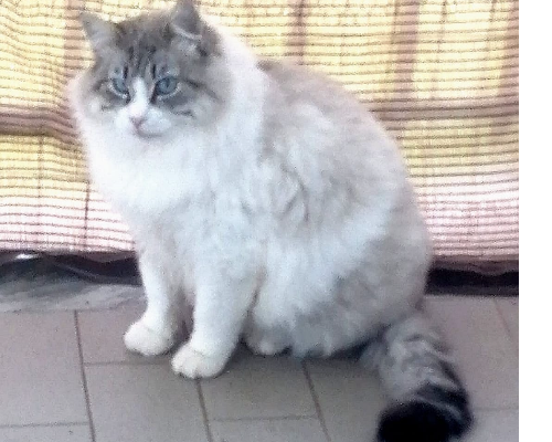 Adotta un gatto, maschio, 10 anni e 2 mesi, Milano