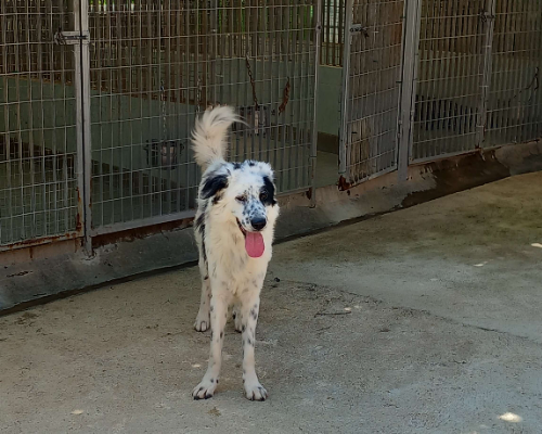 Vuoi adottare un cane a Torino?