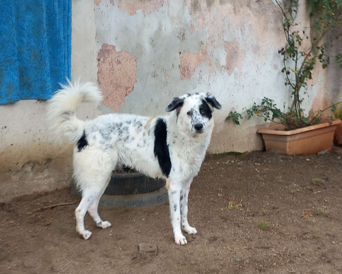 Adotta un cane, maschio, 3 anni  e 5 mesi , Torino
