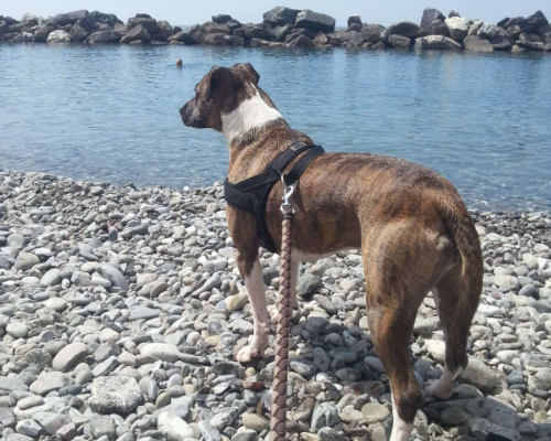 Adotta il cane Maya a Milano