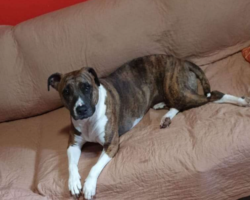 Vuoi adottare un cane a Milano?