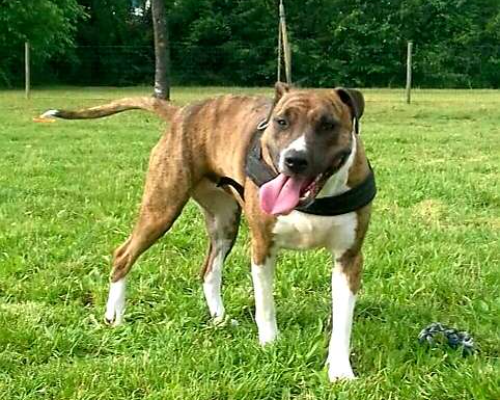 Adotta un cane, femmina, 9 anni  e 2 mesi , Milano