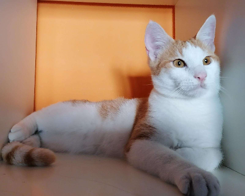 Adotta un gatto, maschio, 3 anni  e 11 mesi , Napoli