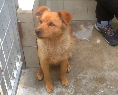 Adotta un cane, femmina, 4 anni e 9 mesi, Verona