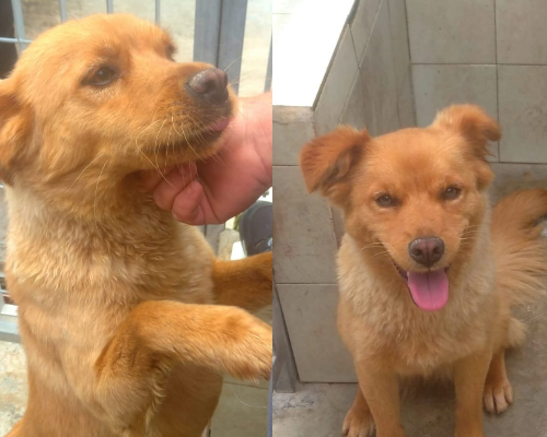 Adozione cane, femmina, meticcio, 4 anni e 9 mesi, taglia media contenuta, Verona