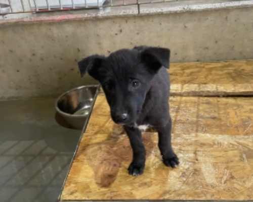 Adozione cane, maschio, meticcio, 3 anni e 5 mesi, taglia media, Roma