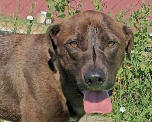 Adotta un cane, taglia media, maschio, Latina