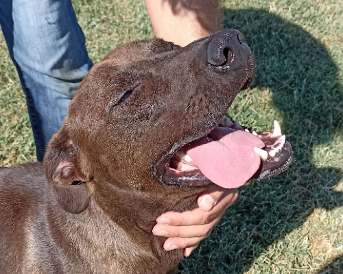 Adotta il cane Fuego a Latina