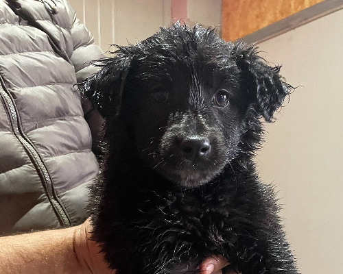 Adozione cane, femmina, meticcio, 3 anni e 5 mesi, taglia media, Bologna