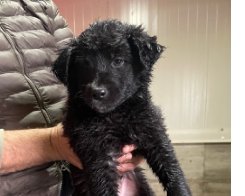 Adotta un cane, femmina, 3 anni e 5 mesi, Bologna