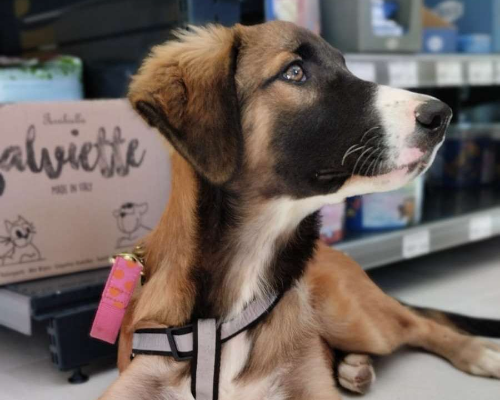 Vuoi adottare un cane a Chieti?