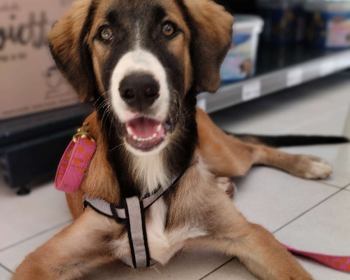 Adotta un cane, maschio, 3 anni  e 3 mesi , Chieti