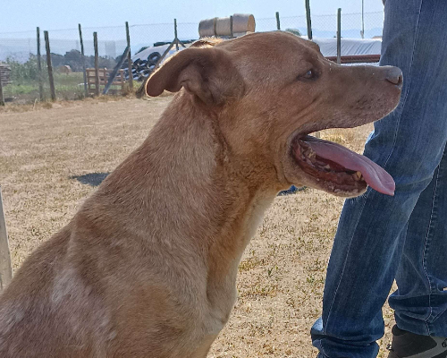 Adotta un cane, maschio, 7 anni  e 10 mesi , Latina