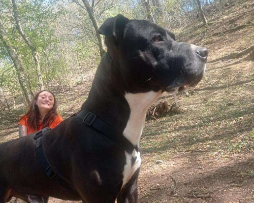 Vuoi adottare un cane a Milano?