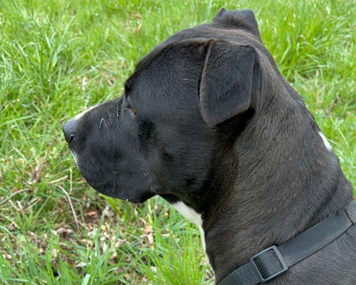 Adotta il cane Zeus a Milano