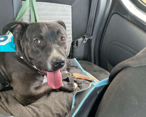 Adotta un cane, taglia grande, maschio, Milano