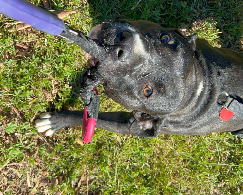 Adotta un cane, maschio, 4 anni  e 7 mesi , Milano